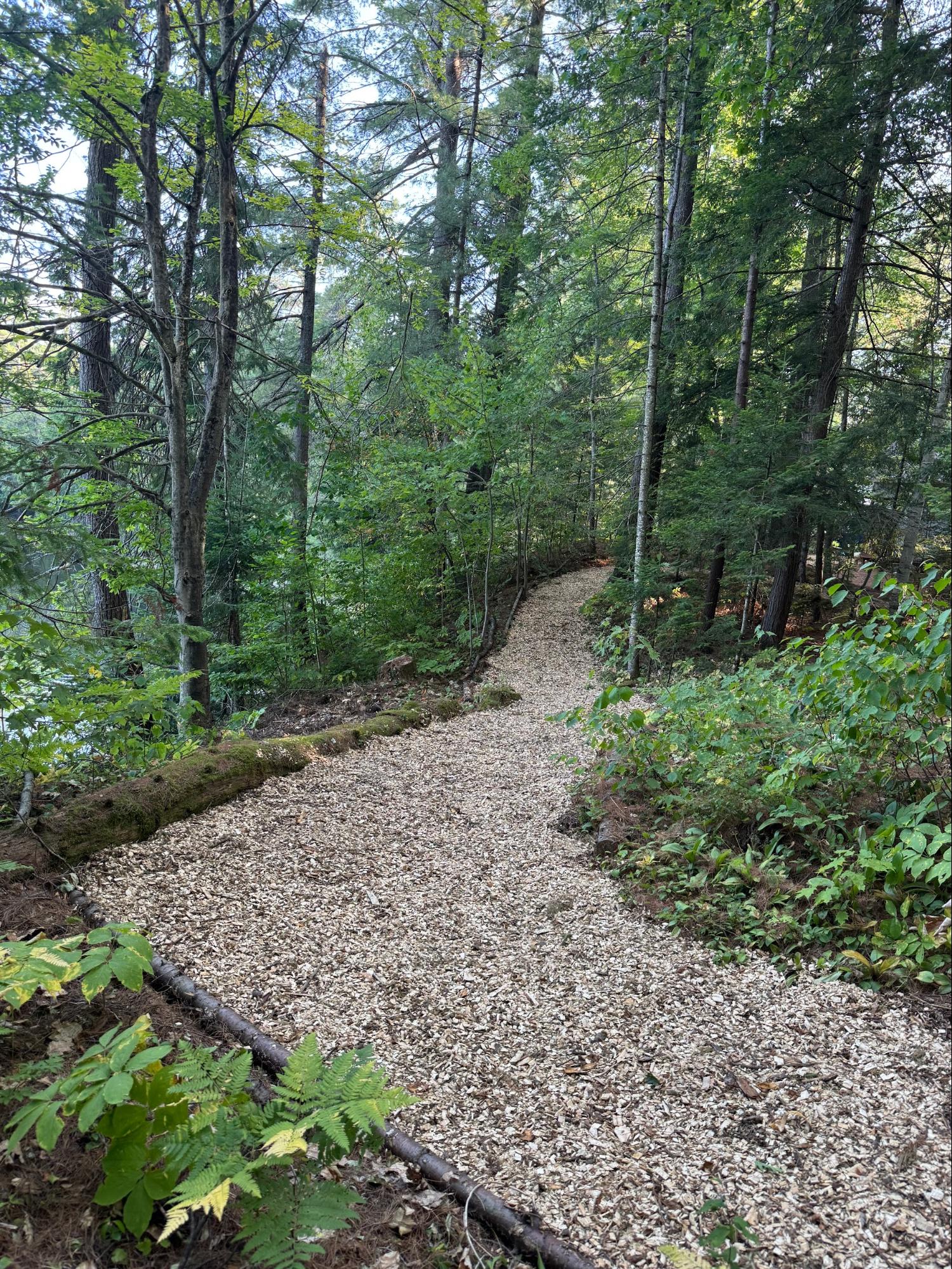 Wood chip trail through forest